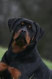 ROTTWEILER 641